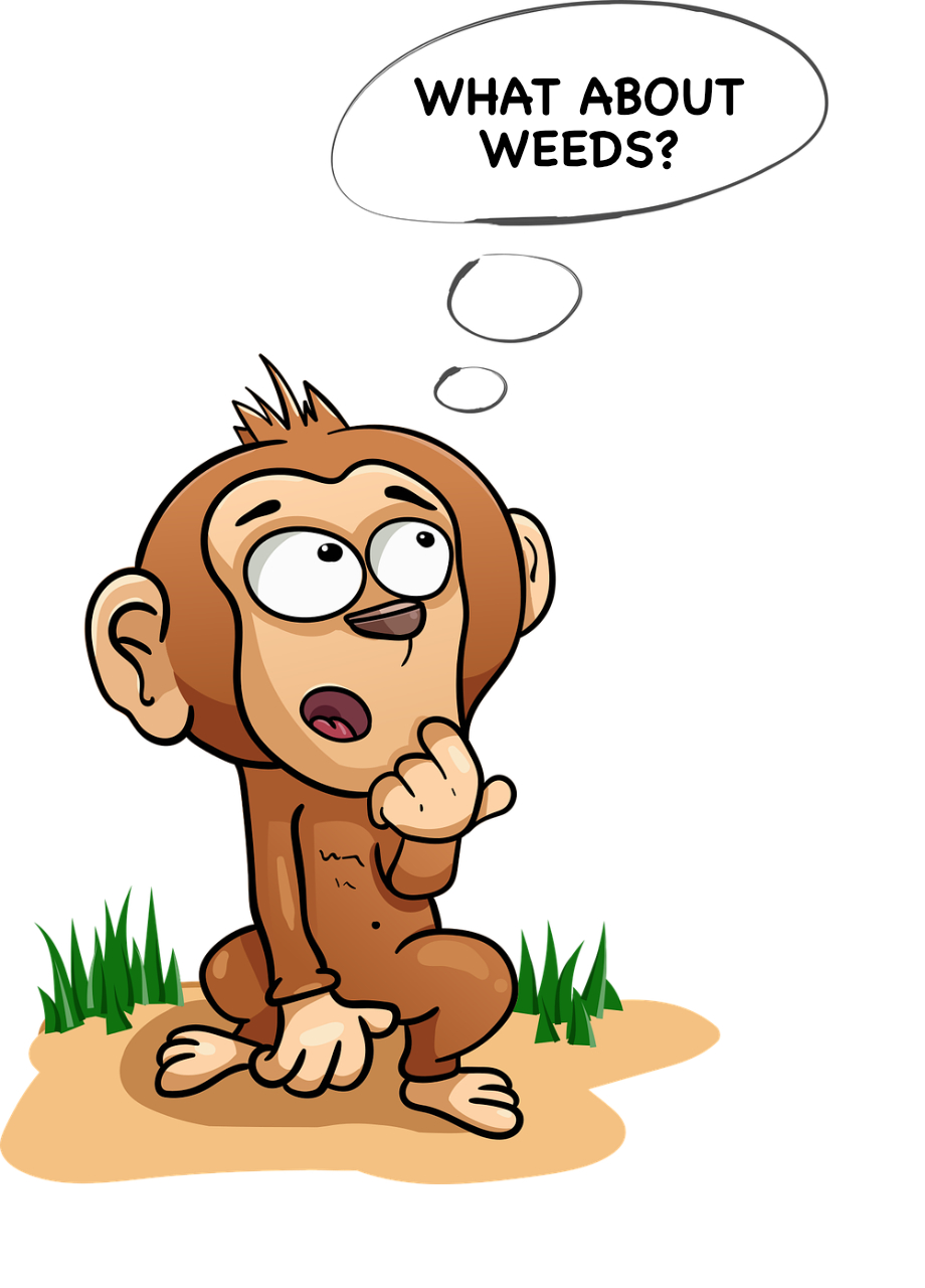 cartoon monkey illustration